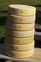 Stacked wheels of round Swiss Alpine cheese for distribution to the Chaesteilet