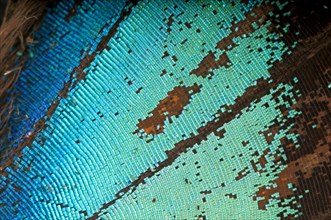 Scales of a butterfly wing from a Meander Prepona (Archaeoprepona meander)