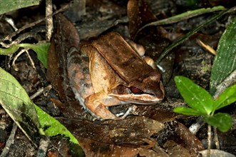 Boulenger's Rough Toad-frog (Leptodactylus rhodomystax) in its natural habitat