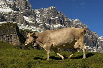 Cow on a pasture