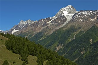 Mt Bietschhorn rising above the forest line