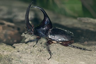 Rhinoceros Beetle from the subfamily of giant beetles (Dynastinae)