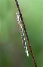 Common Winter Damselfly (Sympecma fusca)