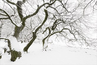 Avenue of snow-covered Dwarf Beeches or Suentel Beeches (Fagus sylvatica var suentelensis)