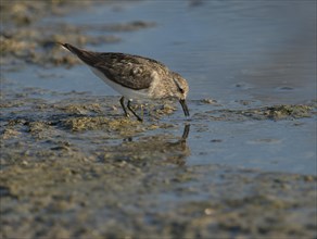 Temminck's Stint (Calidris temminckii)