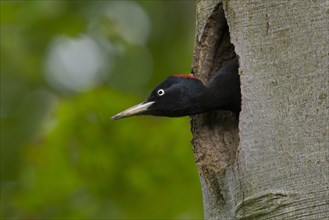 Black Woodpecker (Dryocopus martius)