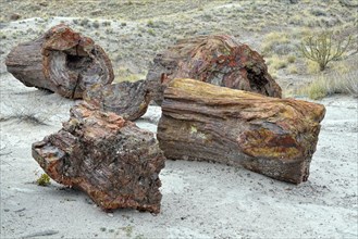 Fragments of silicified tree trunks