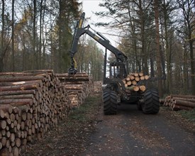 Forestry forwarder harvesting timber