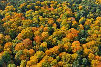 Harburg autumn forest