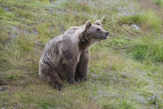 Brown Bear (Ursus arctos) sitting on grass catching a scent