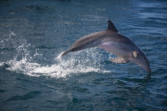 Leaping Bottlenose dolphin (Tursiops truncatus)