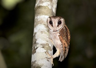 Oriental bay owl (Phodilus badius) on tree trunk
