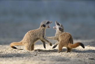 Meerkat (Suricata suricatta) pups playing