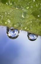 Planet Earth reflected in dewdrops