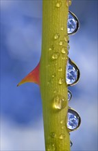Planet Earth reflected in dewdrops on a rose stem with thorn