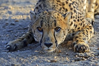 Cheetah (Acinonyx jubatus) in a threatening pose