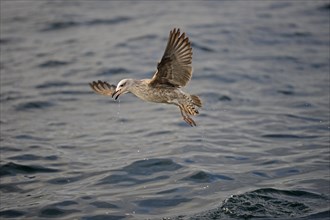 Kelp Gull or Cape Gull (Larus Larus dominicanus Vetula or Vetula) fishing