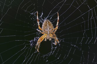 European Garden spider (Araneus diadematus) in its web