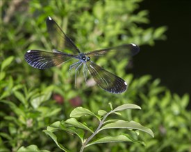 Ebony jewelwing (Calopteryx maculata) in flight