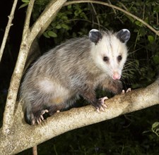 Virginia Opossum (Didelphis virginiana) in a tree at night