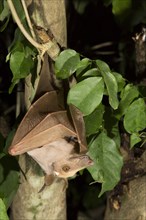 Gambian Epauletted Fruit Bat (Epomophorus gambianus) hanging in a tree