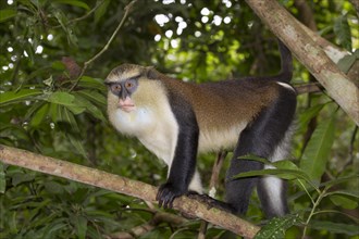 Mona Monkey (Cercopithecus mona)