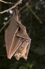 Franquet's Epauletted Fruit Bat (Epomops franqueti) hanging in a tree