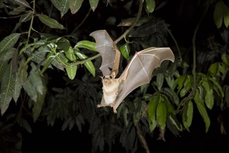 Gambian Epauletted Fruit Bat (Epomophorus gambianus) flying at night