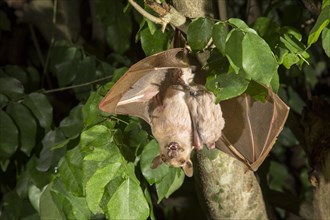 Gambian Epauletted Fruit Bat (Epomophorus gambianus)