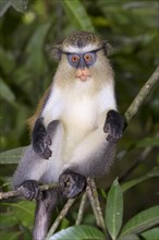 Mona Monkey (Cercopithecus mona) on a tree