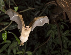 Gambian Epauletted Fruit Bat (Epomophorus gambianus) in flight at night