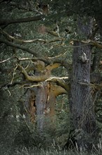 Old English Oaks (Quercus robur)