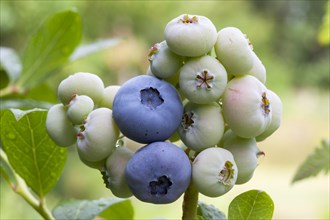 Blueberries (Vaccinium corymbosum) on bush