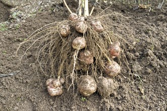 The tuberous roots of a Jerusalem Artichoke (Helianthus tuberosus) being harvested