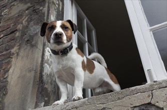 Jack Russell terrier looking out of an open window