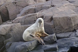 Young Walrus (Odobenus rosmarus) on rocks near the shore