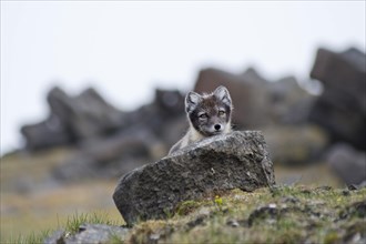 Young Arctic Fox (Vulpes lagopus