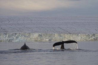 Two Humpback Whales (Megaptera novaeangliae) in front of Austfonna