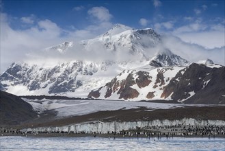 King Penguins (Aptenodytes patagonicus) in front of the Cook Glacier