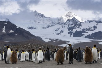 King Penguins (Aptenodytes patagonicus) adult birds and chicks