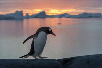 Gentoo Penguin (Pygoscelis papua) at sunset in front of a fjord and icebergs