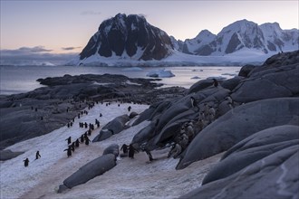 Gentoo Penguins (Pygoscelis papua) on the way from the colony to the sea