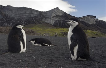 Chinstrap Penguins (Pygoscelis antarctica) in front of glaciers