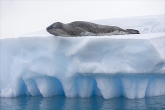 Leopard Seal (Hydrurga leptonyx) lying on an iceberg