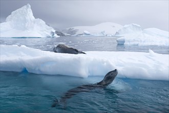 Leopard Seals (Hydrurga leptonyx)