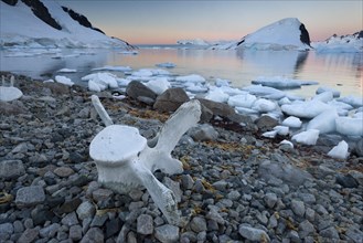 Vertebrae of a large whale on the stony shore