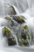 Grass growing on rocks in a waterfall on the River Llugwy or Afon Llugwy