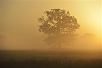 Solitary oak tree in the morning fog