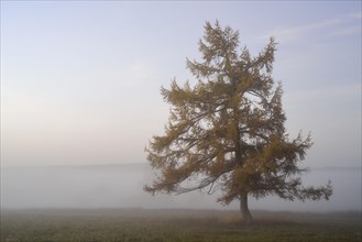 European Larch (Larix decidua) in the morning fog in autumn