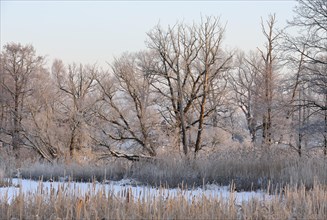 Snow-covered and frosty winter landscape in a pond area